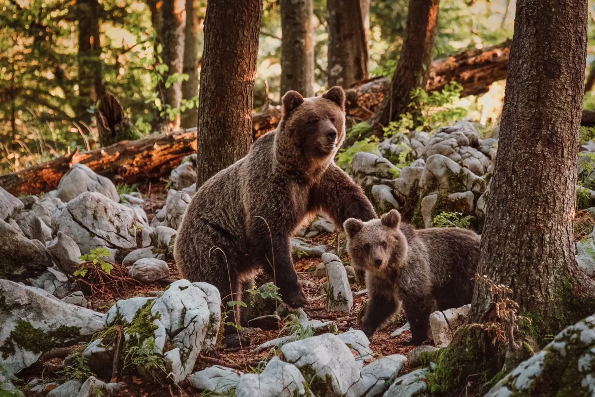 bears slovenia adventure scaled 1