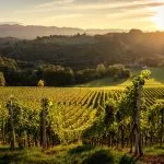 tramonto in vigna