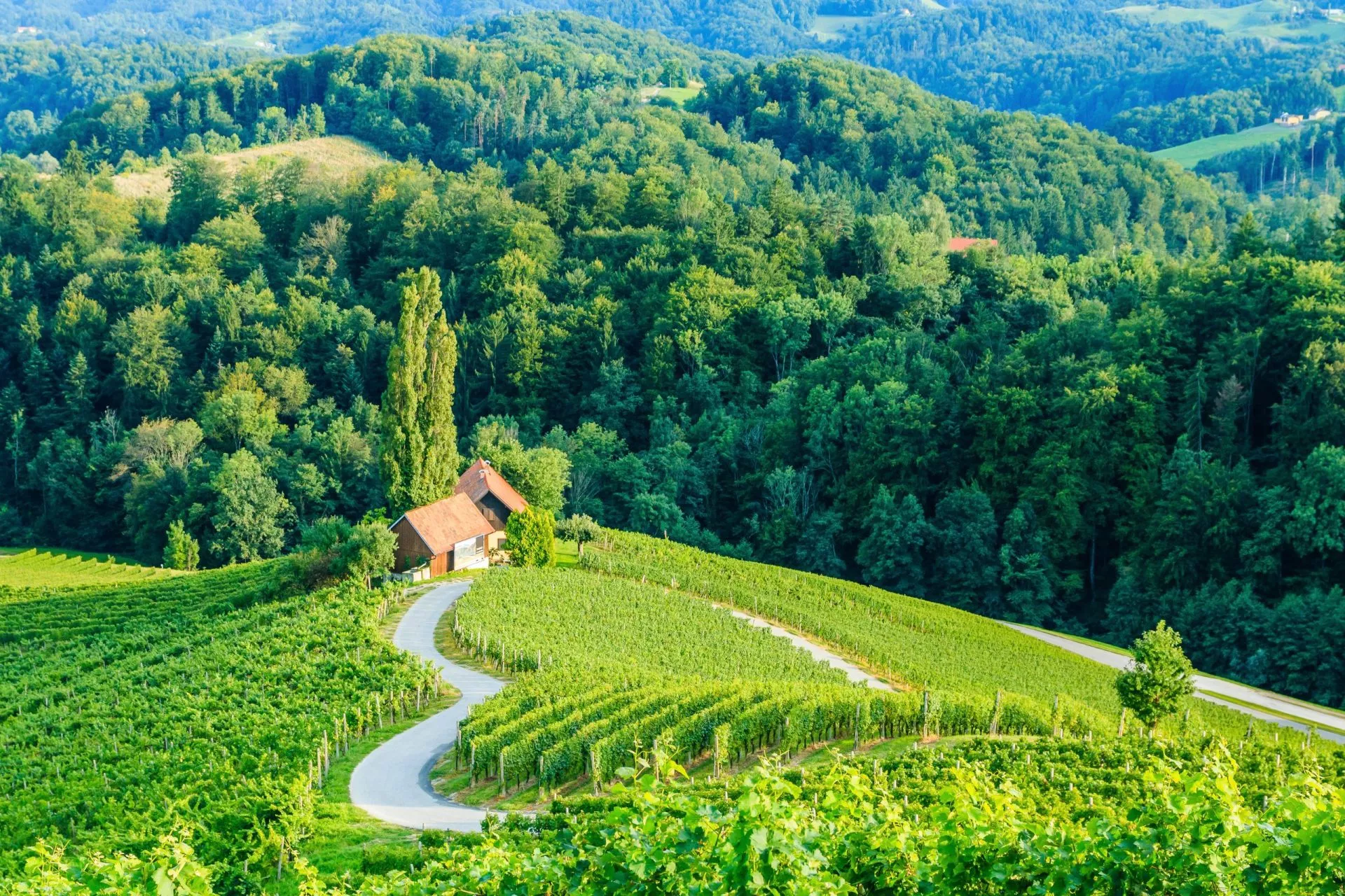 strada del vino cuore verde